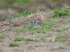 White Wagtail at Gunners Park (Steve Arlow) (72465 bytes)